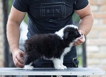 mala telad za prodaju: Na prodaju 9 šteneta Border Collie, iz dva različita legla. - Jedno — 2