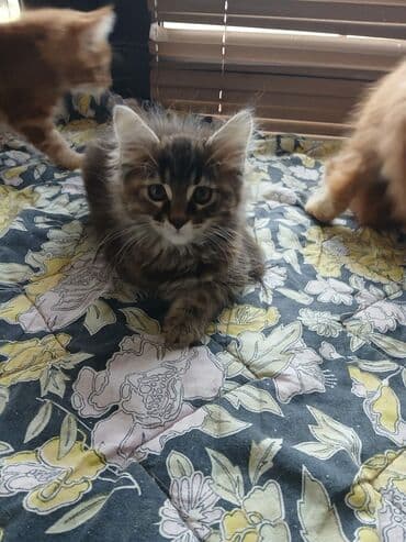 jeftina hrana za pse: Mace dugodlake – leglo prelepih mačića - Tip: kućne mačke dugodlake — 6