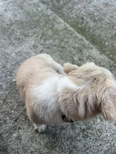 mini maltezer mali psi za stan na poklon: Rasa: mali pas tipa pekinezer (kratka njuška, okrugla glava, spuštene — 2