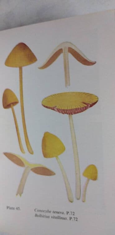 decija ilustrovana enciklopedija: Knjiga:The Observers Book of Common Fungi (O gljivama) format 15 cm — 5