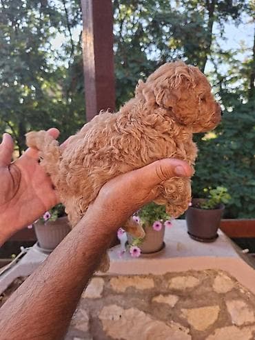 mali psi za stan cena: Na prodaju prelepi štenci toy pudle U ponudi su: 2 mužjačića, 1 — 5
