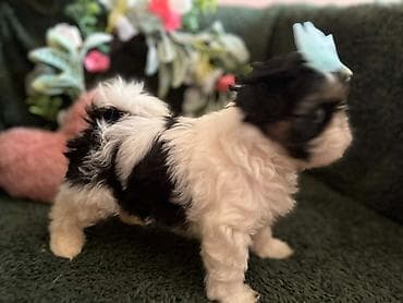 Prelepi Shih Tzu štenci iz registrovane FCI/KSS odgajivačnice „Moon — 8
