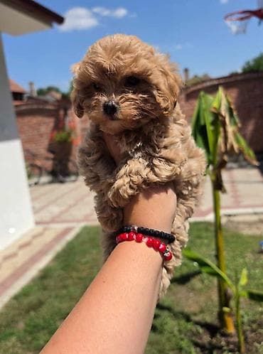 tata vidi prase: Maltipoo bebe Registrovana odgajivacnica Hopy queen pudle predstavlja — 6
