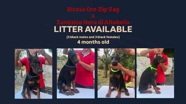 Životinje: Doberman štenci Na prodaju štenci rase Doberman, stari 4 meseca i 15 — 2