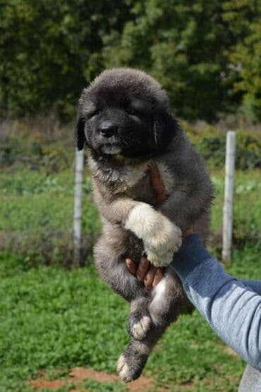 Životinje: Odgajivačnica "Joxateam kennel" prodaje štenad Kavkaskog ovcara od — 2