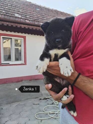 Životinje: Američka Akita štenci Na prodaju štenci Američke Akite zdravi, krupne — 3