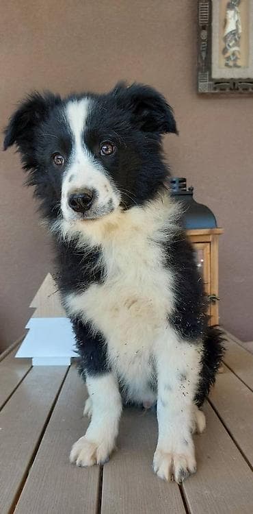 Border koli/collie štenci. Vakcinisani, revakcinisani i očišćeni od na lalafo.rs Border koli/collie štenci. Vakcinisani, revakcinisani i očišćeni od