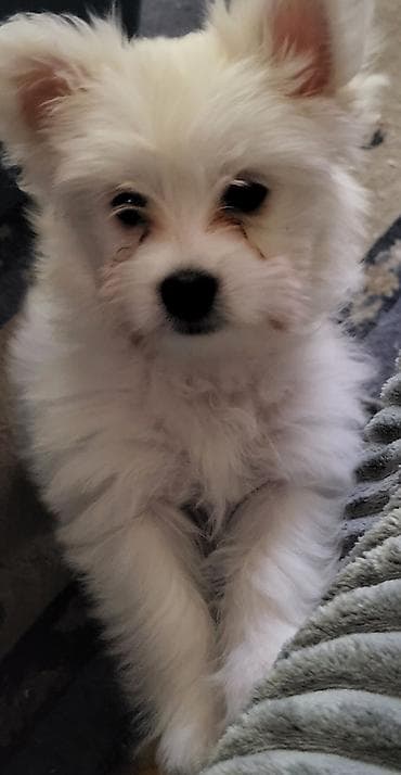 Dogs: Na prodaju musko stene maltezera,ostenjen 23.11.2025,bela svilenkasta — 4