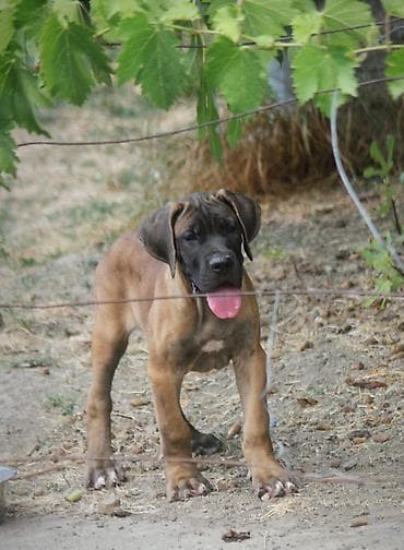 Dogs: Cane Corso štenci U ponudi veoma perspektivni štenci iz različitih — 9