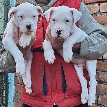 Ptice: Odgajivacnica Life energy by Gile u ponudi ima muzjaka i zenku Dogo — 6