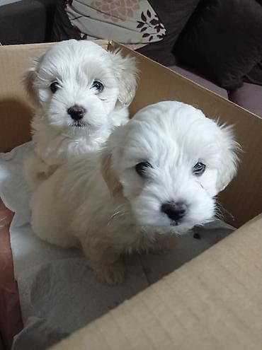 Dogs: Beli štenad maltezera - Rasa: maltezer (maltese) – kompaktan toy pas — 1
