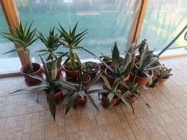 wc solja novi sad: Aloe Vera više vrsta — 5