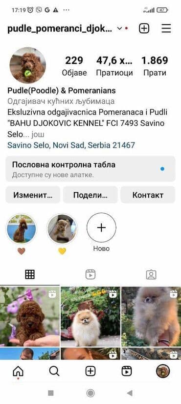 pomeranci na poklon: Pomeranci vrhunskog kvaliteta i genetike. Odgajivacnica registrovana u — 2