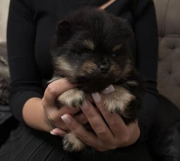 Donji delovi trenerke: Pomeranski špic (štenci) mužjak i ženka uskoro spremni za preuzimanje — 2