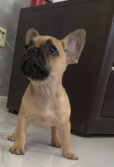 haski pas: Smeđi francuski buldog sa crnom maskom. Ovaj mali pas ima — 1
