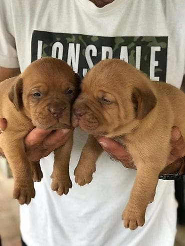 Stenci Bordoska doge vrhunske krvne linije na prodaju ostenjeni na lalafo.rs Stenci Bordoska doge vrhunske krvne linije na prodaju ostenjeni