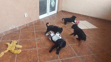 malinoa 5 meseci: Poklanjam 5 štenaca, stara 3 meseca, majka Border koli. Štanci se — 5