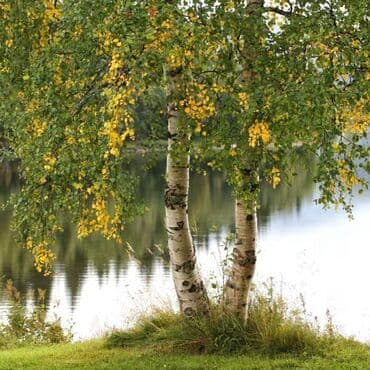 plasticne klackalice za decu: Srebrna breza (Betula pendula) – ukrasno drvo - Elegantno drvo sa — 2