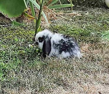 Rodents: Predivni patuljasti kunići sa spuštenim ušima čekaju da pronađu svoju — 8
