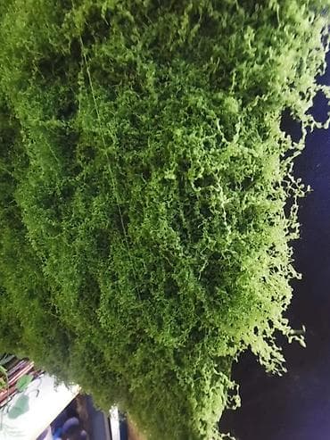 cena heklanih stolnjaka: Vestacka mahovina 100x100
Cena: 2600 din — 3