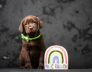 Crni i braon mužjak Labrador retrivera
Crni i braon mužjak iz na lalafo.rs Crni i braon mužjak Labrador retrivera
Crni i braon mužjak iz