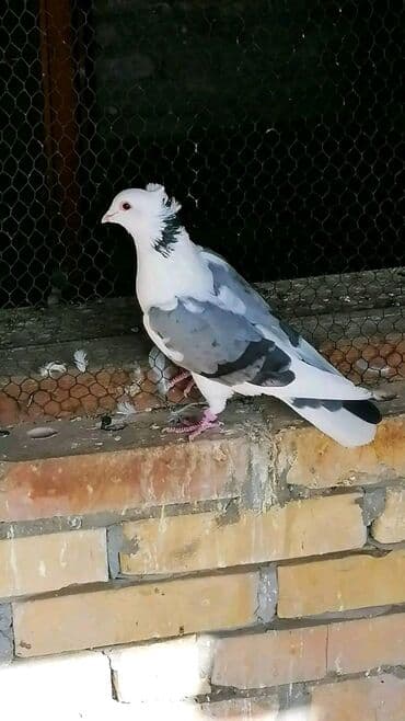 Oprema za kućne ljubimce: Beloglavi Mavijan izležen preko parenja Blek, Čava, Vasiljević — 8