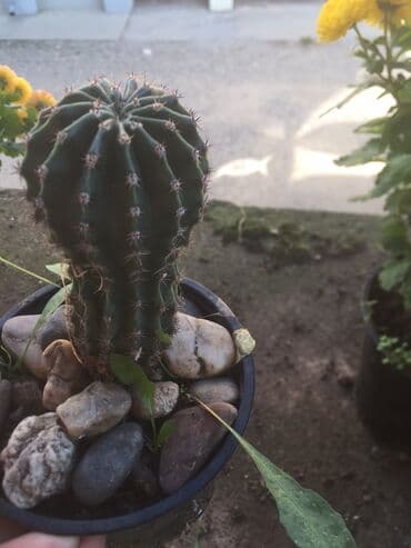 forma ideale ormari za sobu: Kaktusi vise vrsta — 9