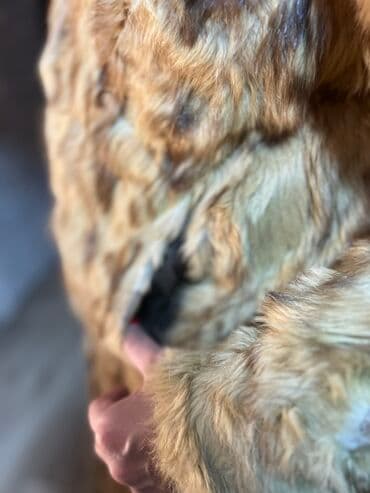 Fur coats: Bunda od pravog krzna nerca, nošena je, ali je nako dobro očuvana — 6