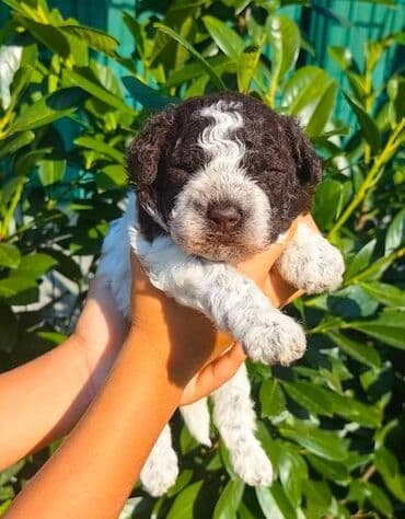 Psi: Lagotto Romagnolo štenci Odgajivačnica "Bellgotto" 7522 sa — 6
