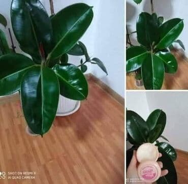 Sobne biljke: 🍀🍀🍀 GALANT KREMA 🍀🍀🍀 ➡️Zastitite svoju obucu od kise⬅️ 🍀 Bezbojna — 5