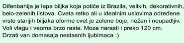 fenjer na petrolej: DIFENBAHIJA, veoma dekorativna biljka, laka za odrzavanje. Visina — 2