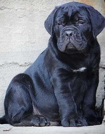 labrador retriver crni: Ako tražite vernog člana porodice, obratite se nama i postanite — 4