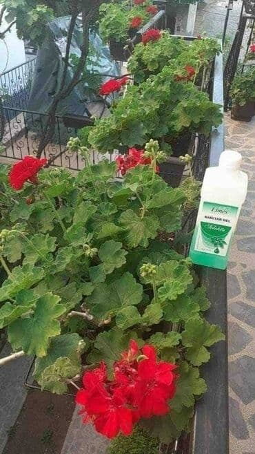 cajnik sa difuzerom: Sanitar gel ⚘️⚘️⚘️⚘️⚘️⚘️⚘️⚘️⚘️⚘️🌹🌹🌹🌹🌹🌹🌹🌹🌹🌹 Moje cvece uziva i prija — 1