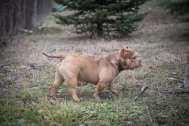 Mačke: Vrhunski mužjak egzotičnog bulija slobodan za parenje. Kineske krvne — 2