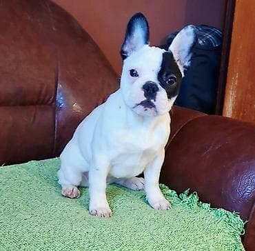 Psi: Odgajivačnica Francuskih Buldoga FCI 6478 Smederevo Fortress u ponudi — 1