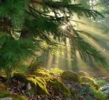 Houses: 52 ares, Owner — 12