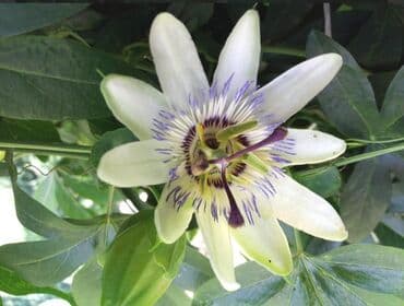 lidl polica za cvece: Cveće Hristov Venac Hristov venac Passiflora caerulea spada u red — 3