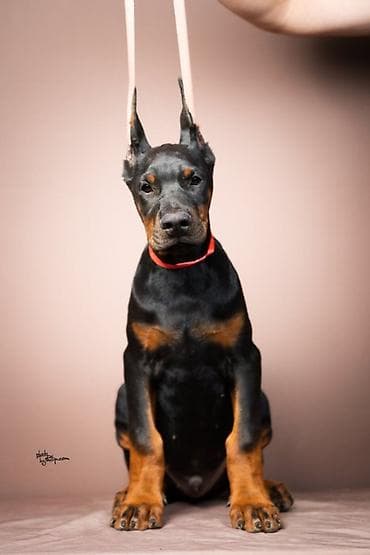 NA PRODAJU STENAD DOBERMANA IZ ODGAJIVACNICE: HEAVENLY WARRIOR at lalafo.rs NA PRODAJU STENAD DOBERMANA IZ ODGAJIVACNICE: HEAVENLY WARRIOR