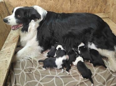 Domaće životinje: Border koli (collie ) štenad. Aspri eklesija kennel (odgajivačnica) — 3