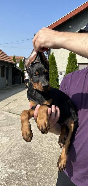 mini psi za stan: Stenci dobermana vrhunskog porekla za rezervaciju Rodjeni 23.07.2023 — 1