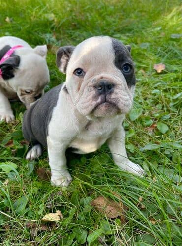 francuski buldog plavi cena: Odgajivacnica pasa "Happy Puppies" ima u ponudi prelepe stence — 3