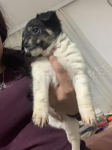 ruski terijer: Devojcica malog rasta – crno-belo sa smeđim oznakama - Preslatko — 2