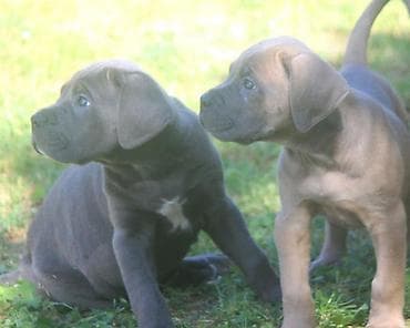 kućice za pse beograd: Cane Corso štenci U ponudi veoma perspektivni štenci iz različitih — 7