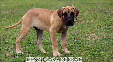 Psi: Štenci Presa Canario, ostenjeni 24.5.2023 godine. Kuba Kira je rođena — 8