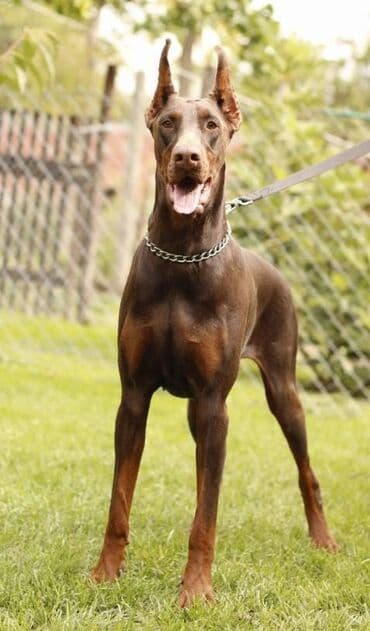 mini psi za stan: Stenci dobermana vrhunskog porekla za rezervaciju Rodjeni 23.07.2023 — 10