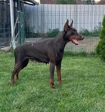 Životinje: DOBERMAN stenci, vrhunskog porekla, sa genetskim testovima roditelja — 11