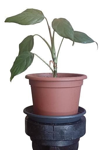 Sobna biljka u saksiji prečnika 17cm Anglaonema Modestum( duguljasti