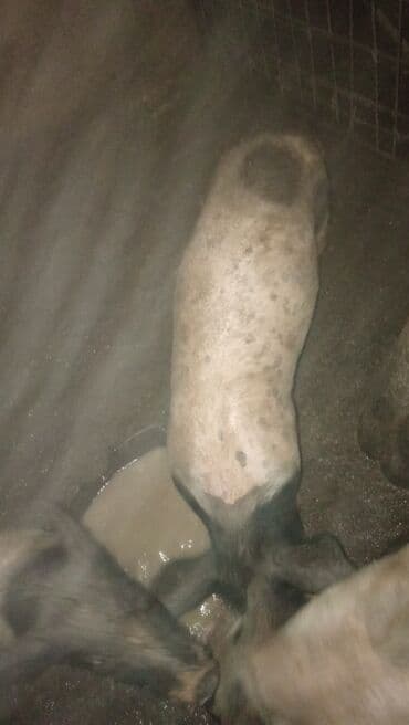 psi na poklon stenci: Na prodaju jedno prase 370 dinara — 4