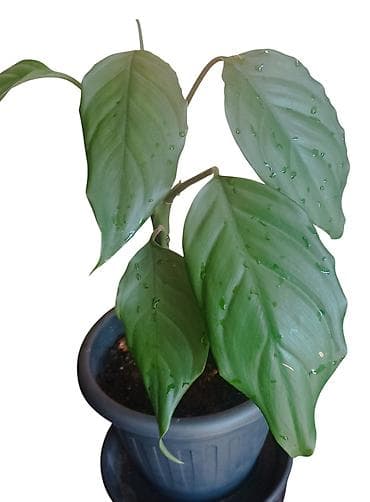 sobna vrata jagodina: Sobna biljka – zelena Aglaonema (Chinese Evergreen) u saksiji prečnika — 2