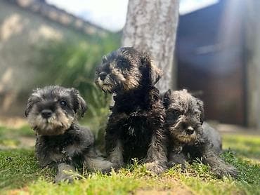 samojed beba: Patuljasti Šnaucer Miniature Schnauzer STENCI PATULJASTOG — 1